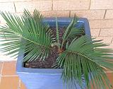 Cycads new growth 